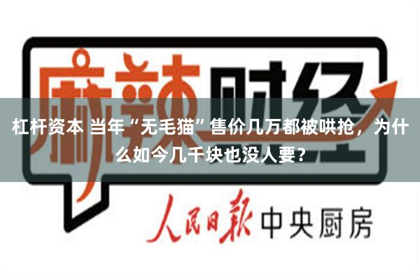 杠杆资本 当年“无毛猫”售价几万都被哄抢，为什么如今几千块也没人要？